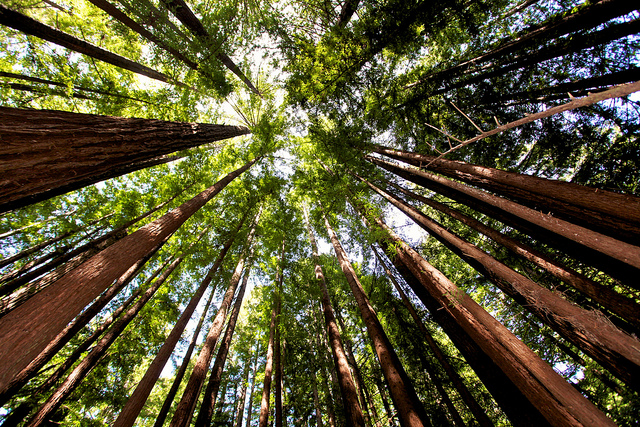 Árboles Redwood de California